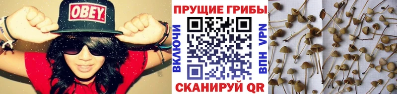 Галлюциногенные грибы прущие грибы Елизаветинская